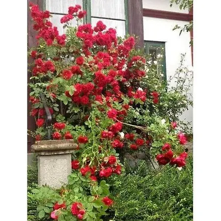 Alexandra